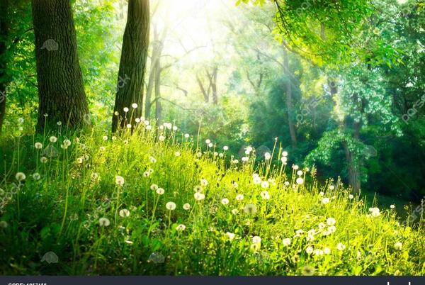 عکس طبیعت زیبای سبز