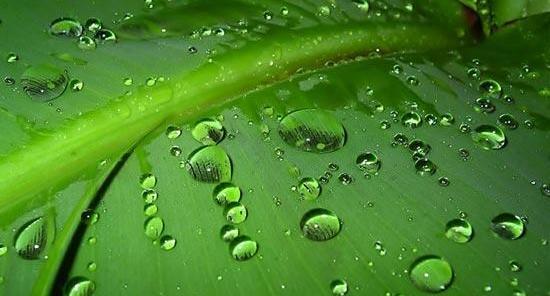 عکس طبیعت زیبای سبز