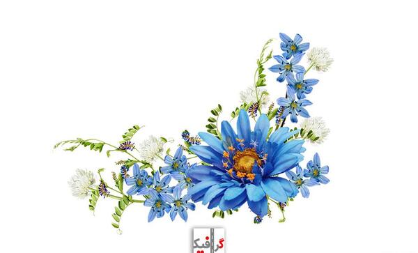 عکس نقاشی گل حاشیه