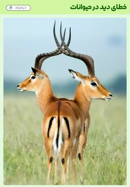 عکس غزال خطایی