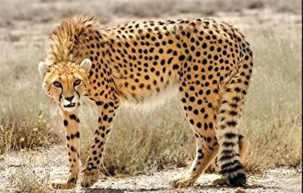 عکس غزال خطایی