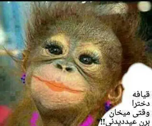 عکس شامپانزه بانمک