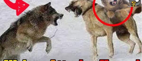 عکس سگ گرگ وحشی