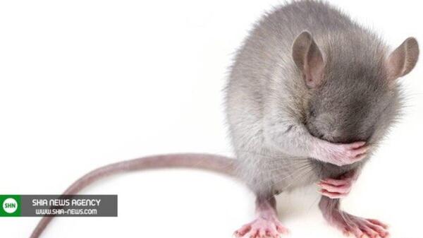 عکس موش با لباس