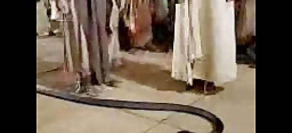 عکس مار فرعون