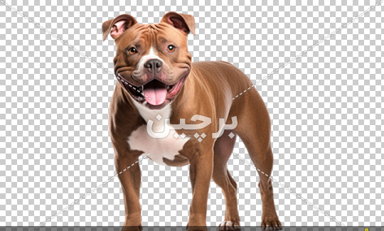 عکس سگ پیت بول قهوه ای
