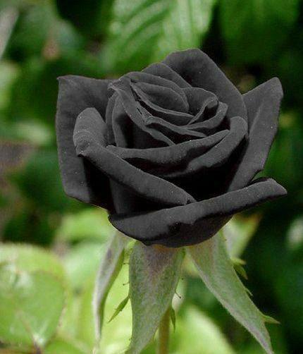 عکس دسته گل مشکی