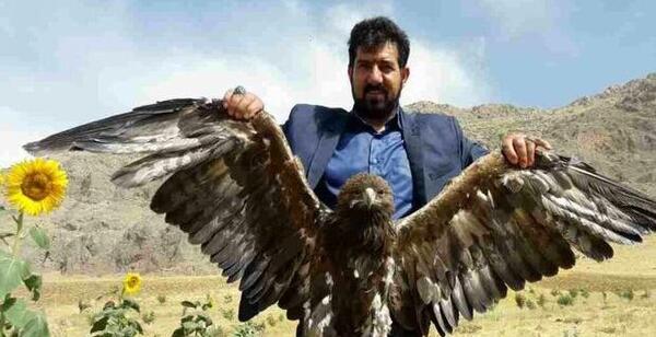 عکس عقاب طلایی ایران