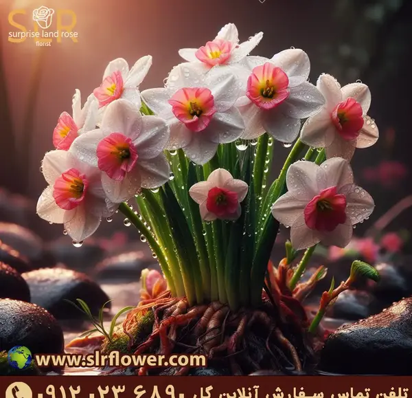 گالری عکس گل نرگس