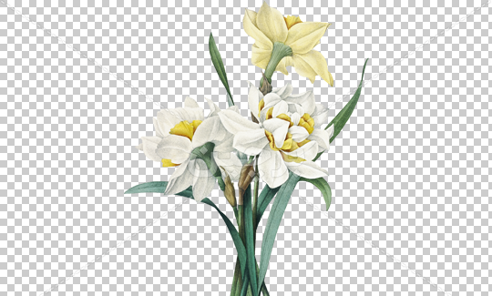 گالری عکس گل نرگس