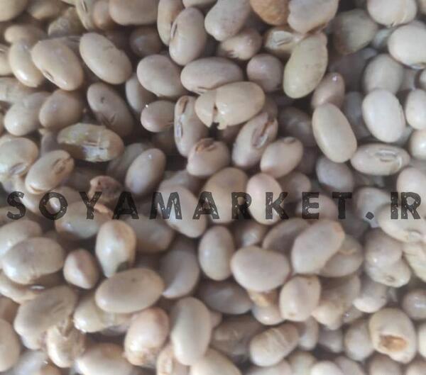 عکس سویای تراریخته