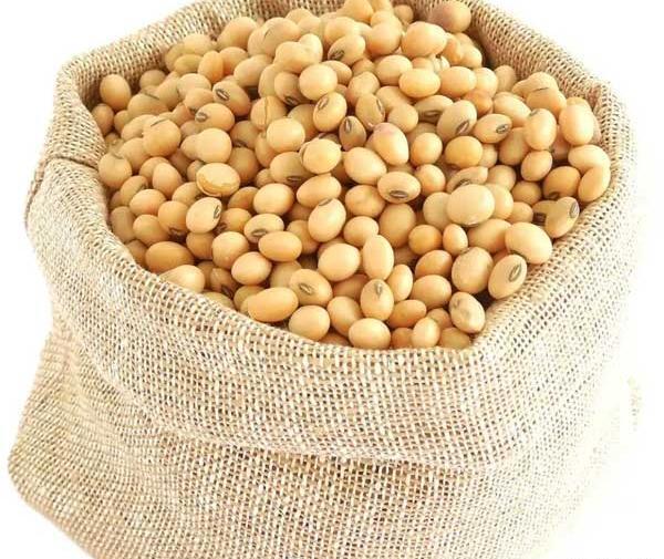 عکس سویای تراریخته