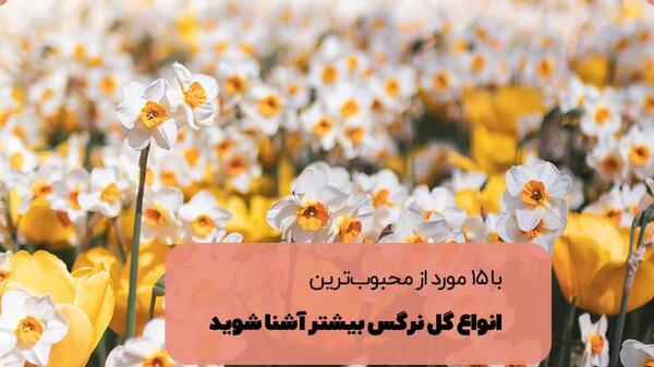 عکس گل نرگس سیاه