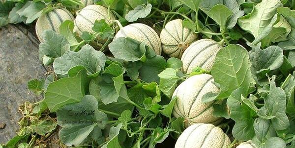 عکس داخل طالبی