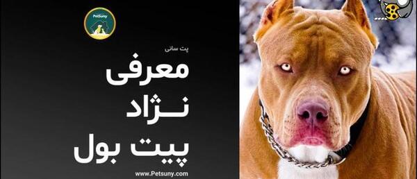 عکس سگ پیت بول سگ