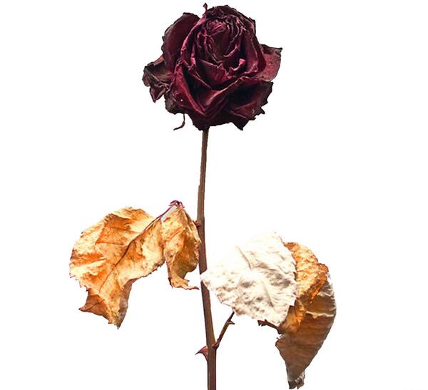 عکس گل پژمرده برای نقاشی