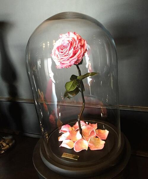 عکس گل پژمرده برای نقاشی