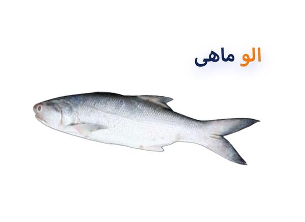 عکس ماهی مرکب خساک