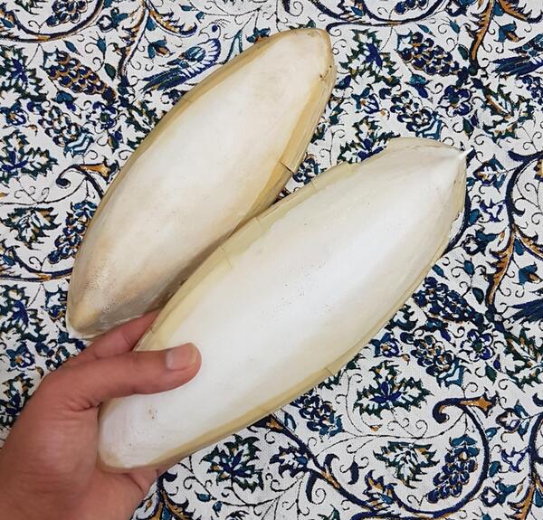عکس ماهی مرکب خساک
