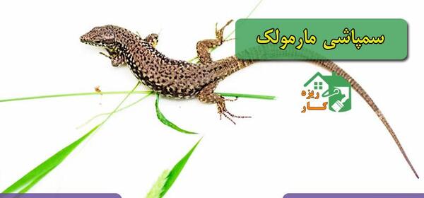 عکس مارمولک تهران