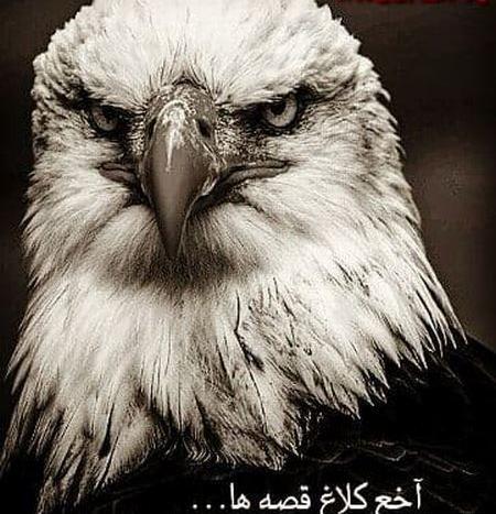 عکس زیبا برای پروفایل عقاب