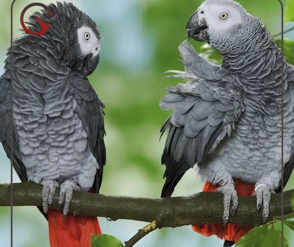 عکس بچه طوطی کاسکو