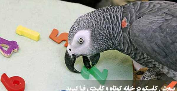عکس بچه طوطی کاسکو