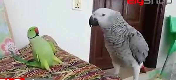 عکس بچه طوطی کاسکو