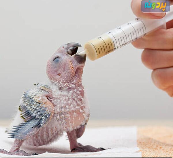 عکس بچه طوطی کاسکو