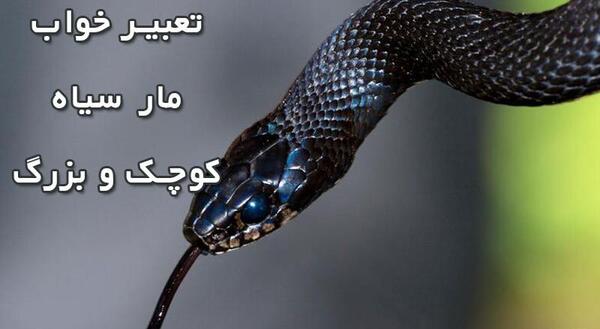عکس مار سیاه کوچک