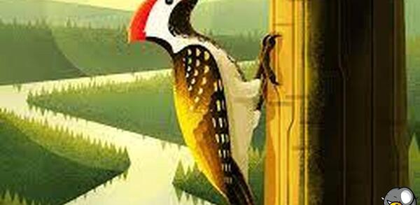 دانلود عکس پرنده دارکوب