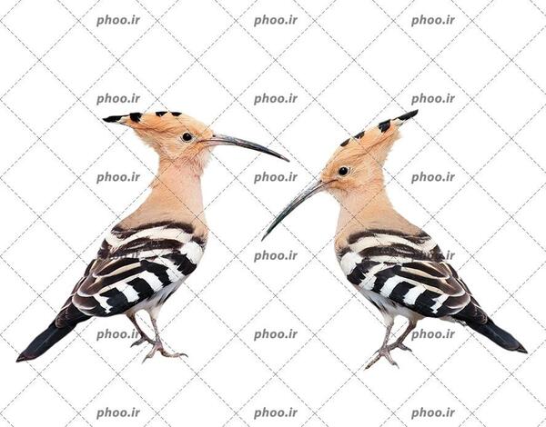 دانلود عکس پرنده دارکوب