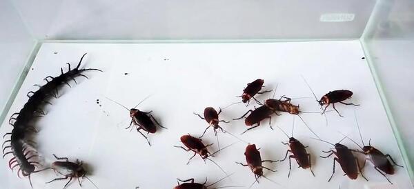 عکس سوسک بالدار ترسناک
