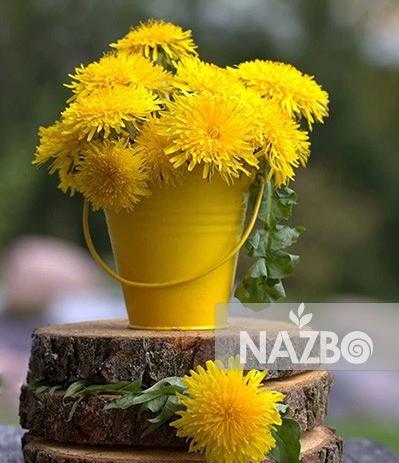 عکس گل قاصدک