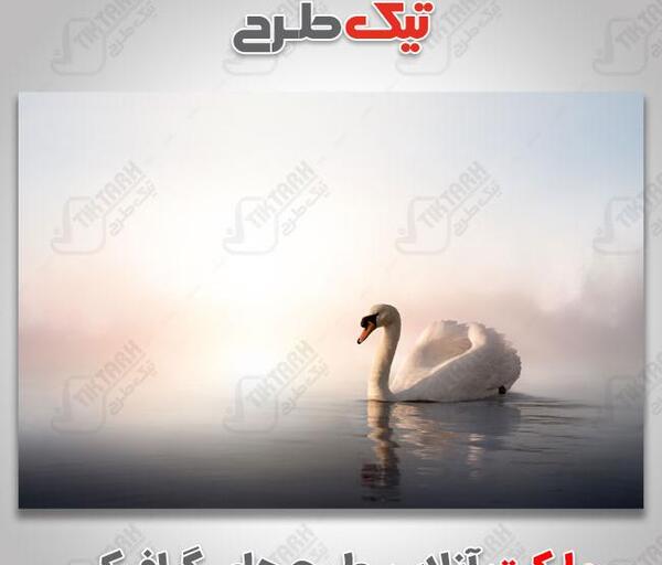 عکس با کیفیت قو