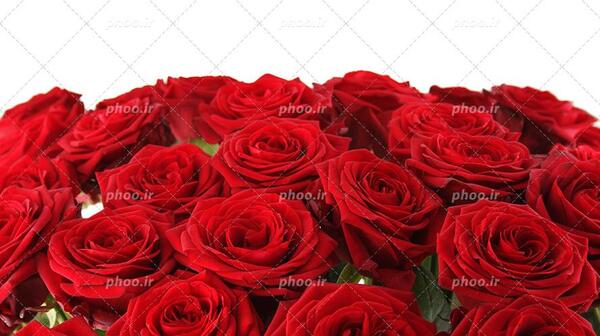 عکس گل رز قرمز دسته گل