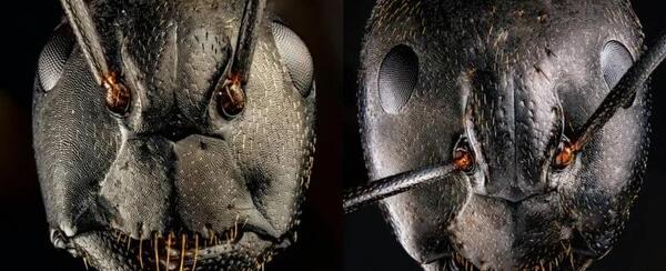 عکس بزرگترین مورچه جهان