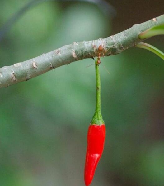 عکس بزرگترین مورچه جهان