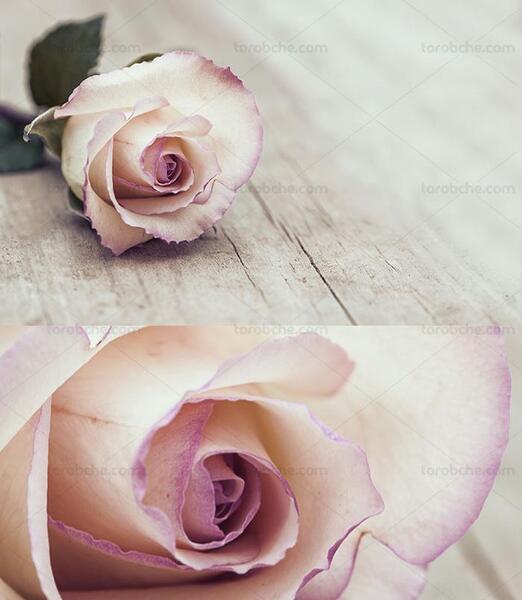 عکس گل رز چای