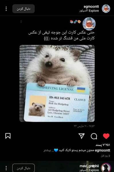 عکس جوجه تیغی در طبیعت