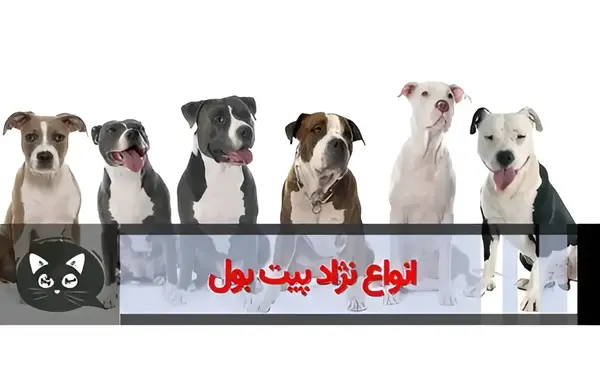 عکس سگ پیت بول طوسی