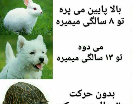 عکس برای استوری واتساپ طنز