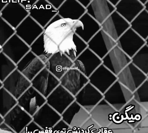 عکس تتلو لاتی