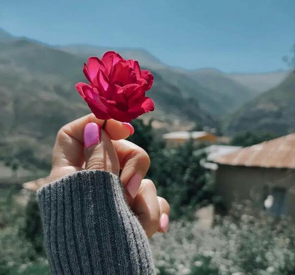 عکس گل برای پروفایل تاو بیو