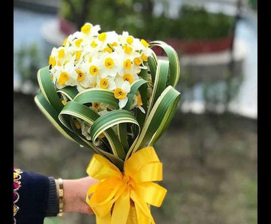 عکس گل نرگس تنها