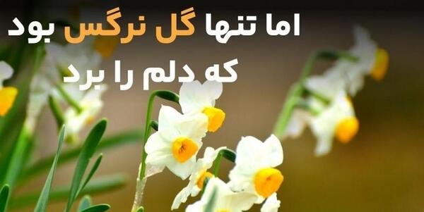 عکس گل نرگس تنها
