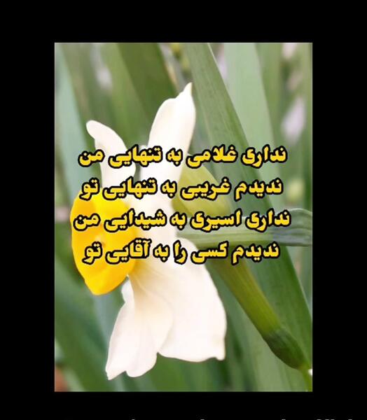 عکس گل نرگس تنها
