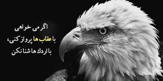 عکس عقاب تو فال قهوه