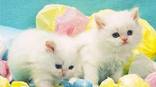 عکس گربه های ملوس بامزه