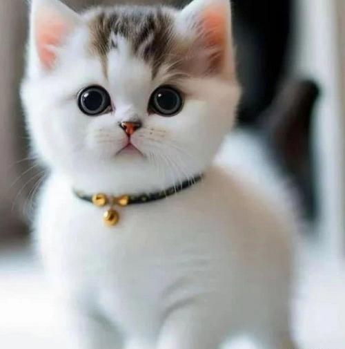 عکس گربه های ملوس بامزه